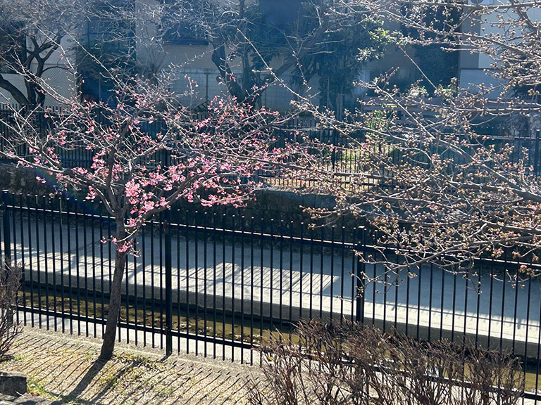 【現地レポート】2026年 桜の開花状況(2月22日撮影)