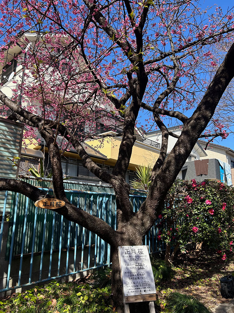 早春に開花する希少な品種。遺伝子調査により、河津桜と同じ系統であることが分かっています。その名の通り、寒波の中でも力強く花を広げる、生命力あふれる桜です。