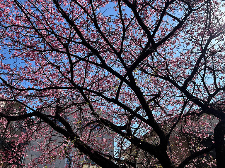 駅から少し歩を進めると、目に飛び込んできたのは満開の『正月桜』。 河津桜と同じ遺伝子を持つというこの2本の木は、今まさに最高潮の美しさを迎えています。