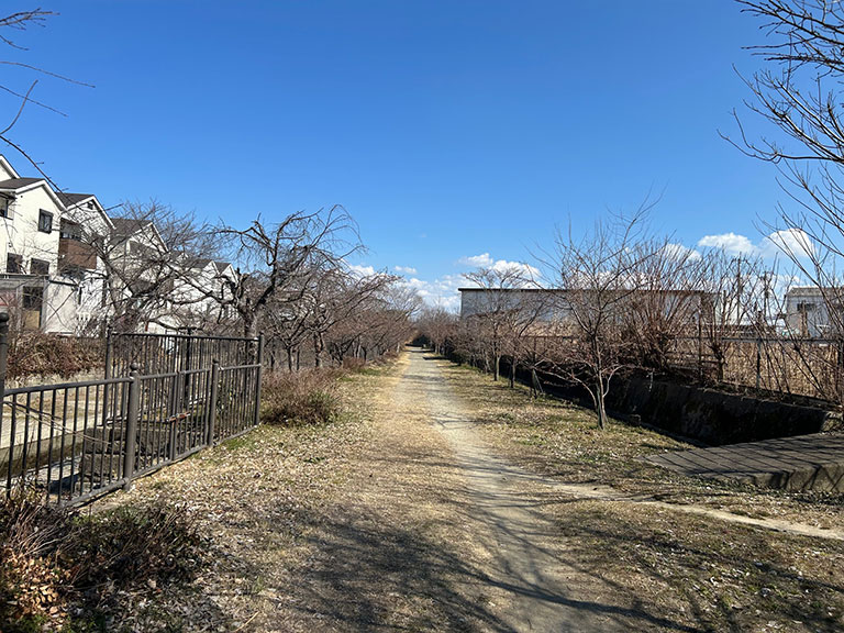 奥に広がる桜並木は、まだ固いつぼみのまま。**これから始まる『桜のリレー』**を予感させる、春のプロローグのような景色が広がっています。