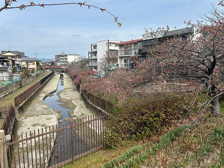 淀水路沿いの遊歩道。桜並木全体はまだつぼみが主体で、遠目にうっすらと色づき始めている風景。