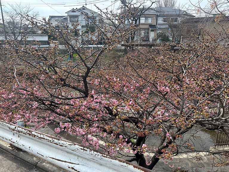 河津桜の枝先に、濃いピンク色のつぼみが密集し、数輪がほころび始めている様子。