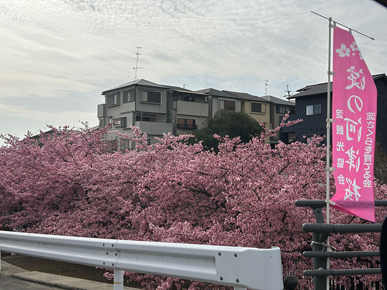 2026年3月6日 満開の淀水路の河津桜 ピンクののぼりと桜並木の開花状況