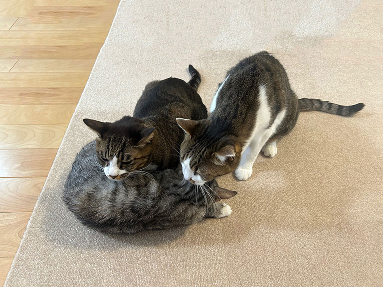 京都ホームページの看板猫、太郎さん・壮太朗・ビビの3匹集合写真