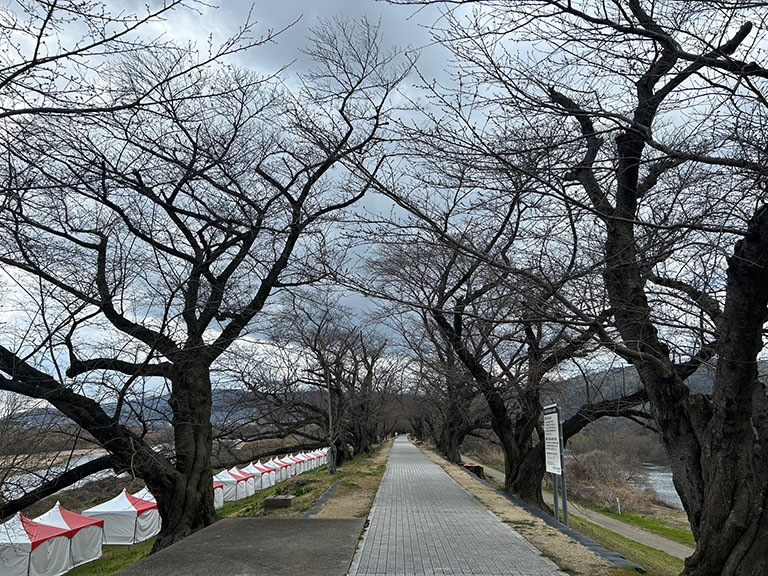 2026年3月19日撮影、京都・八幡市「背割堤」のソメイヨシノのつぼみの様子。開花前の静かな並木道の風景。