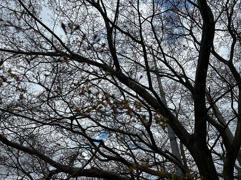 2026年3月19日撮影、京都・八幡市「背割堤」のソメイヨシノのつぼみの様子。開花前の静かな並木道の風景。