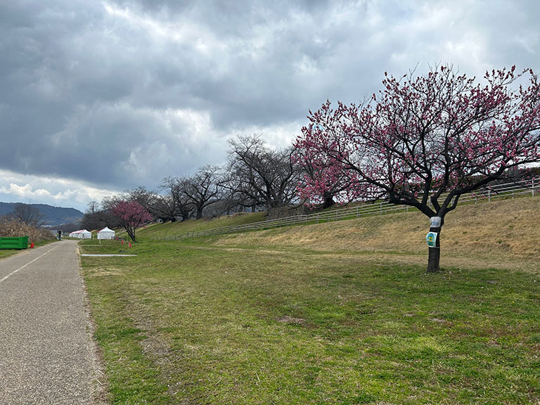 背割堤で一足先に満開を迎えたハナモモの花。曇り空に映える鮮やかなピンク色の花びらのアップ